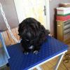 shih tzu avant