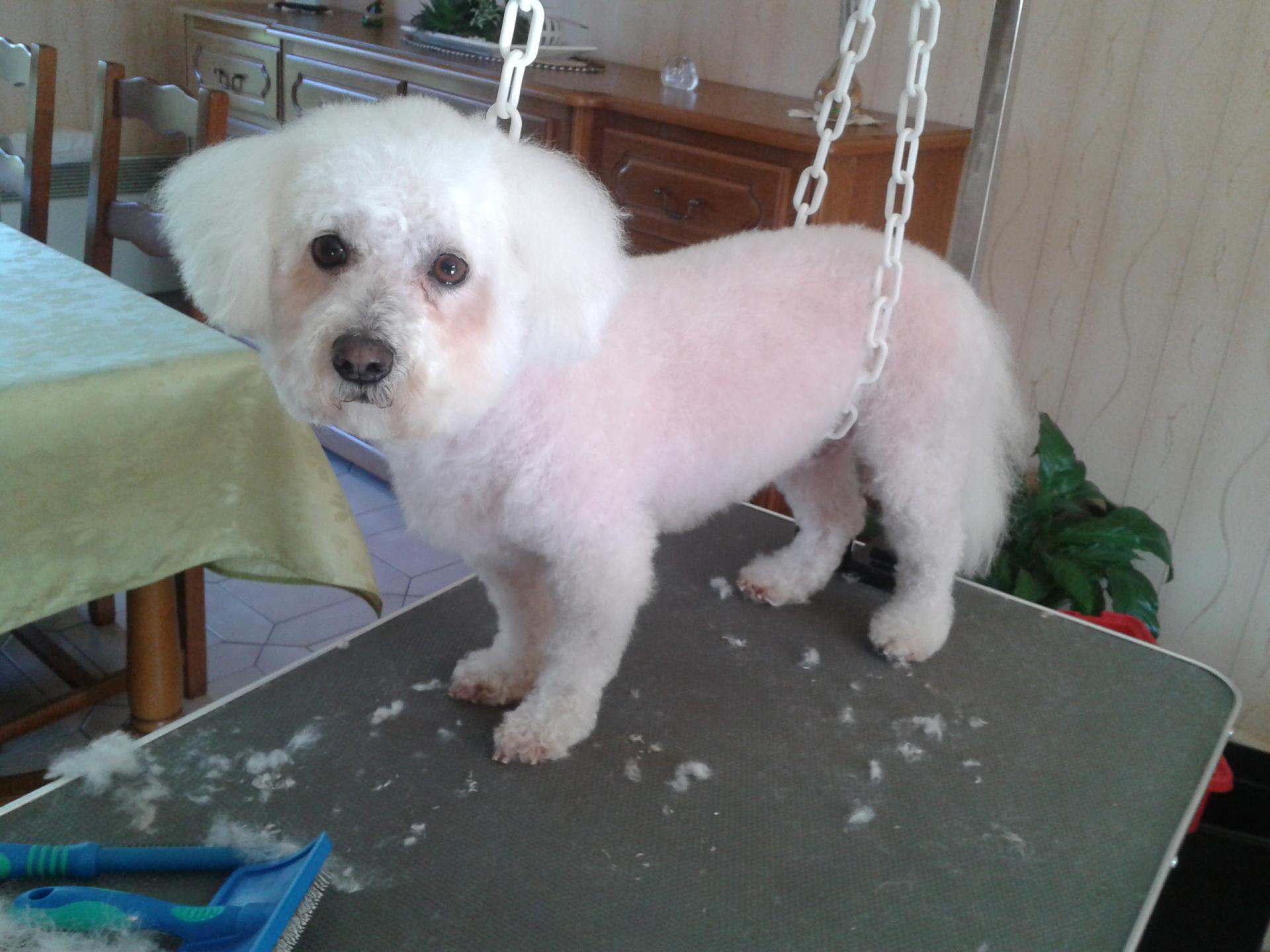 Bichon Frisés et Maltais