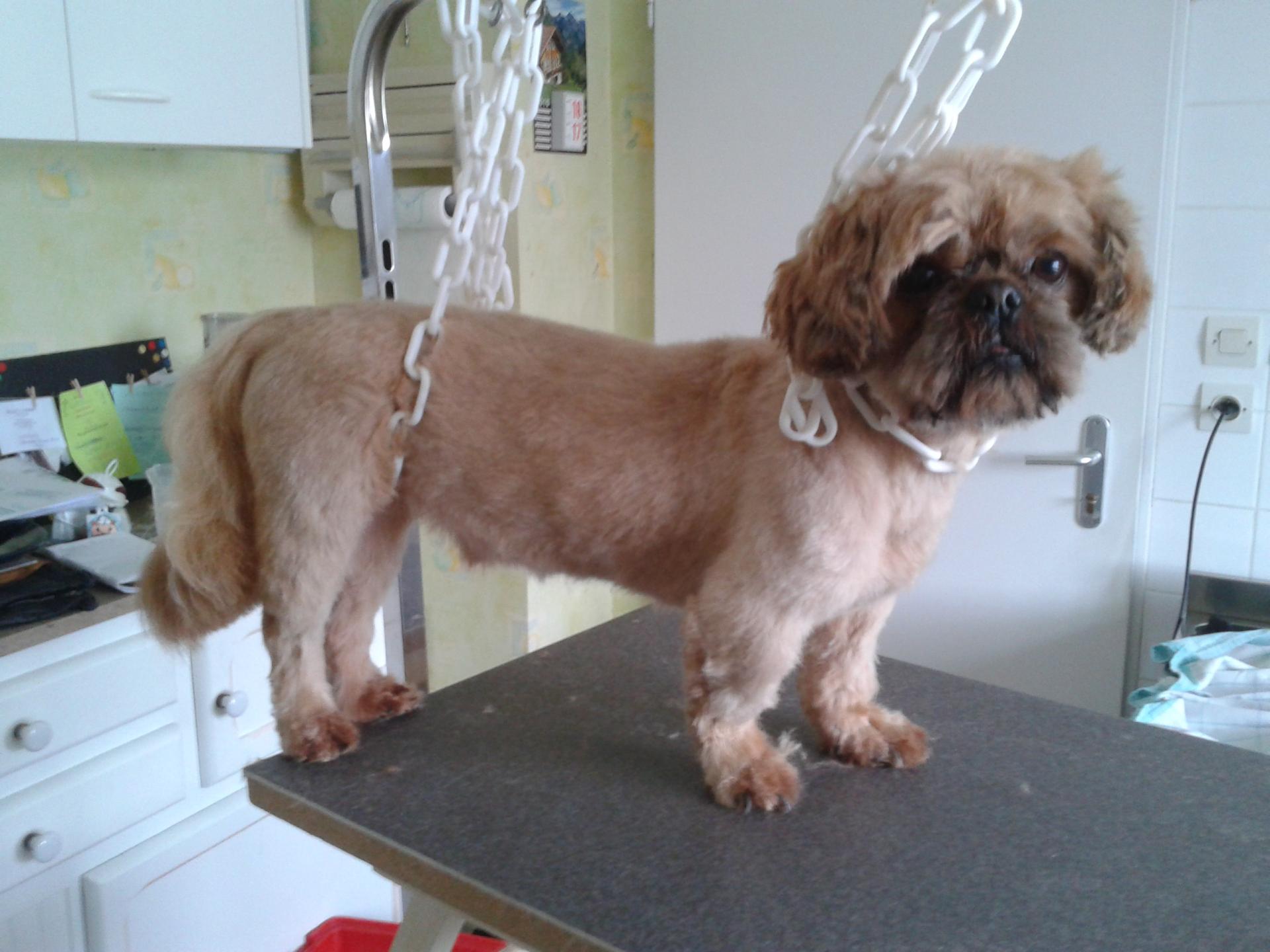 Shih tzu