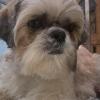 SHIH TZU